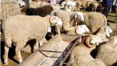 Photo of Djelfa: grande animation dans les marchés aux bestiaux à la veille de l’aïd