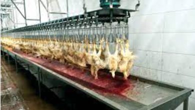 Photo of Alger : Un abattoir illégal pour volailles découvert à Saoula