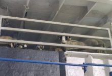 Photo of Vente des moutons importés sur les marchés de proximité
