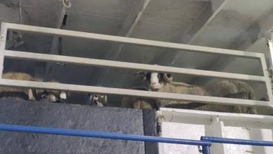 Photo of Vente des moutons importés sur les marchés de proximité